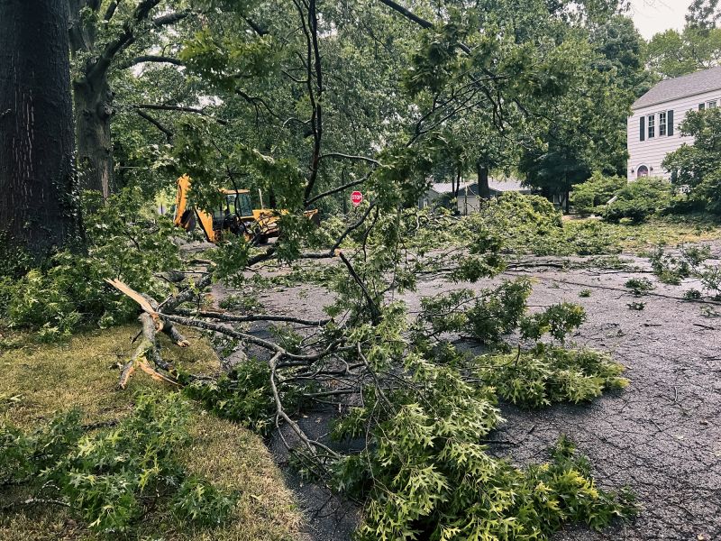 Fallen Tree Blocking Path