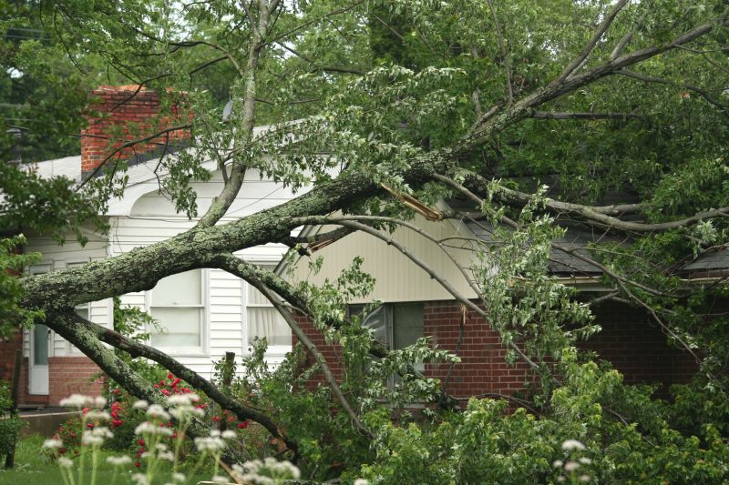 Storm-Related Tree Damage