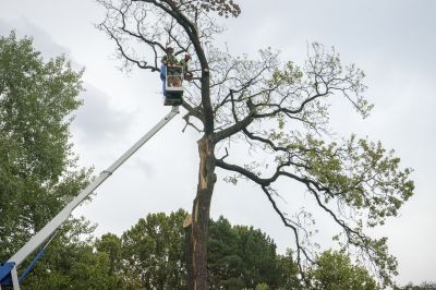 Emergency Tree Removal detail