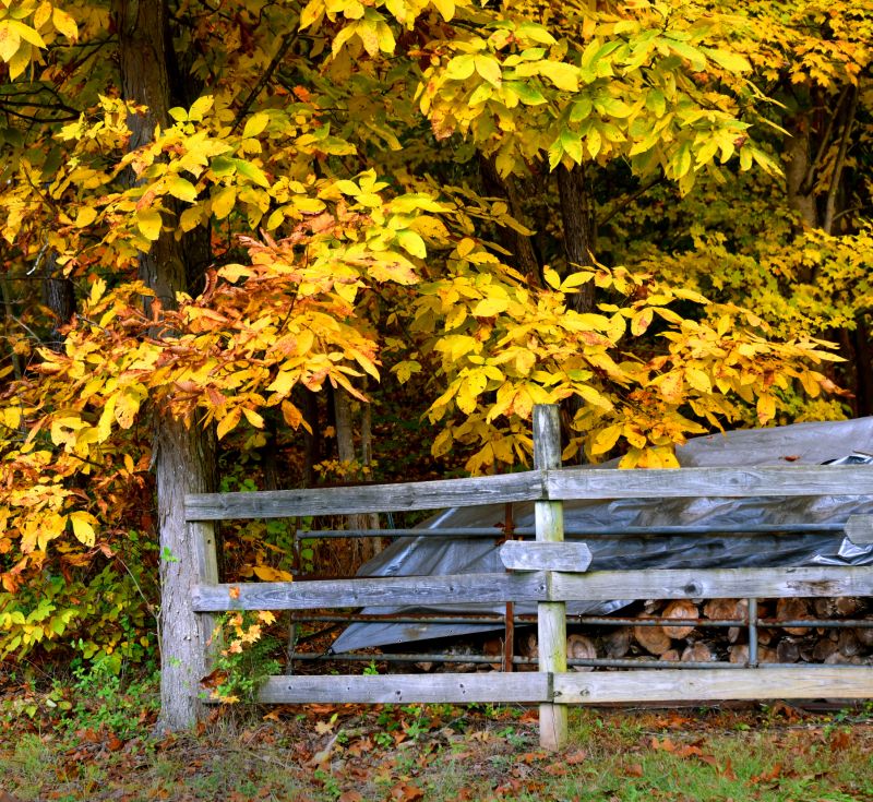 Hickory Tree Removal