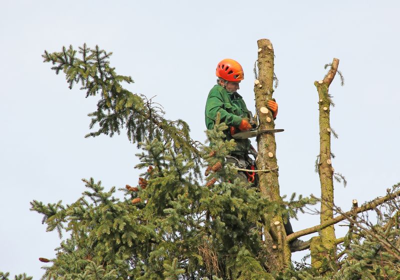 Professional Tree Felling