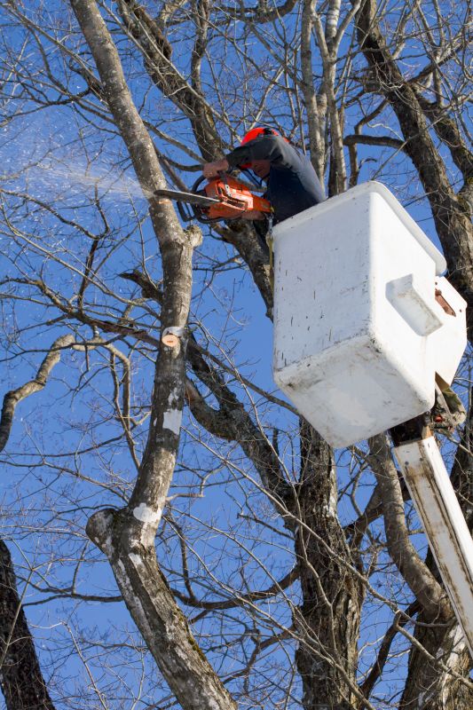 Tree Cutting in Winter