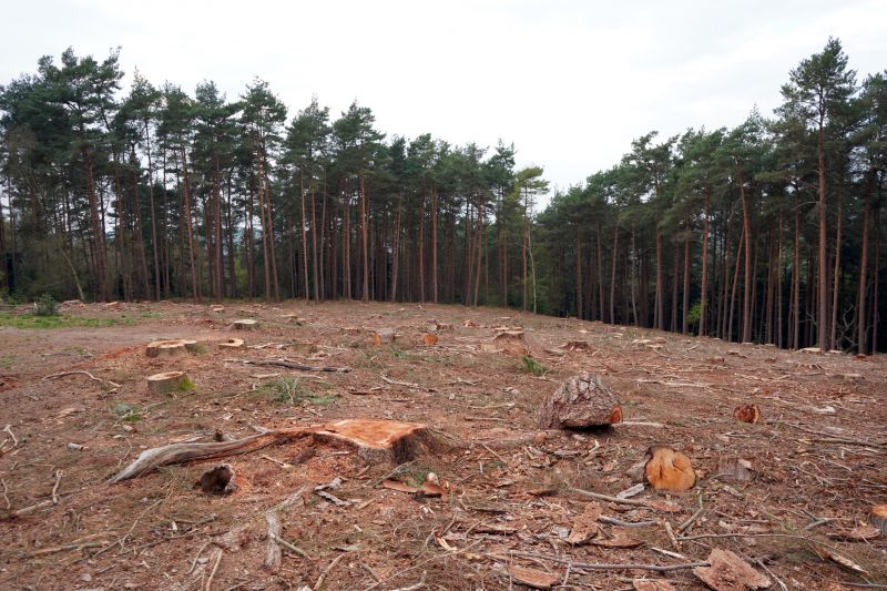 Cleanup and Restoration