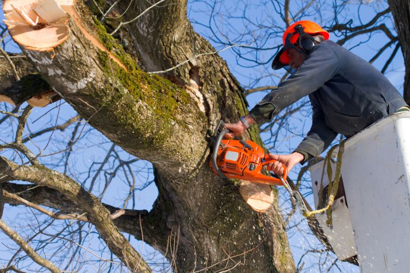 Experienced Tree Removal Teams
