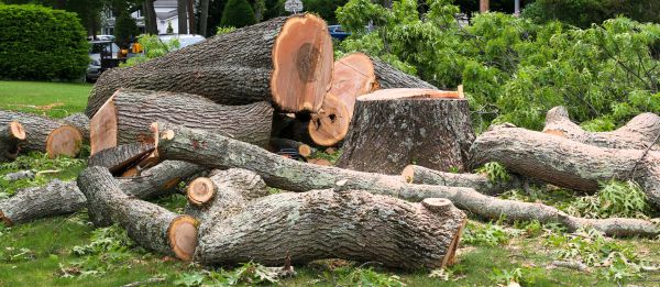Large Tree Removal in Duluth
