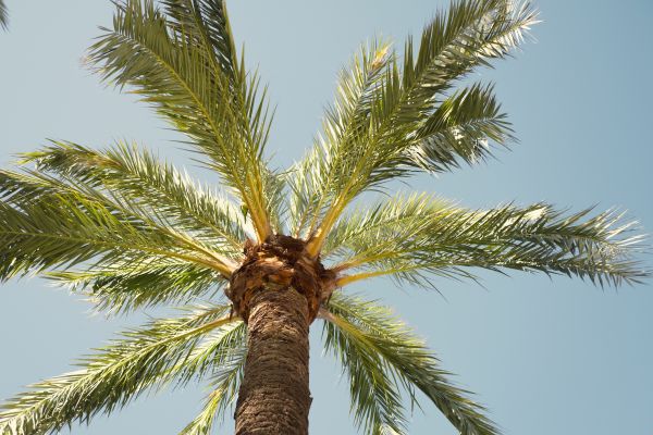 Palm Tree Removal in Duluth