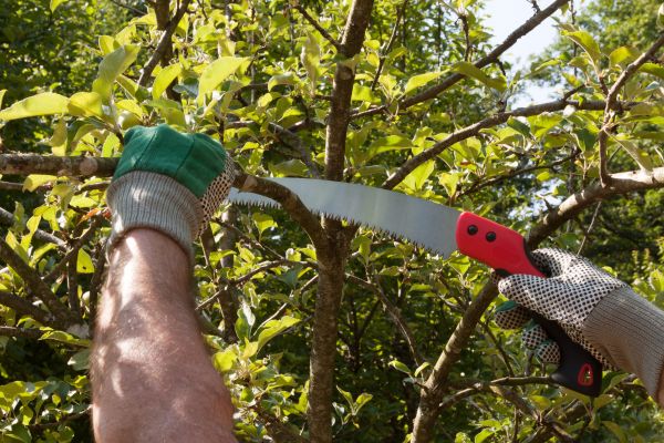 Small Tree Removal in Duluth