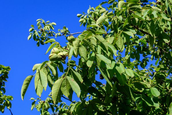 Cost of Walnut Tree Removal in Duluth