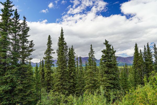 Cost of Spruce Tree Removal in Duluth