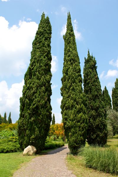 Cost of Cypress Tree Removal in Duluth