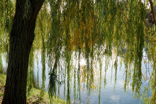 Cost of Willow Tree Removal in Duluth