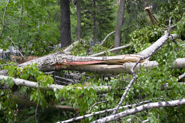 Cost of Birch Tree Removal in Duluth
