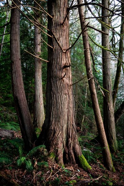Cost of Cedar Tree Removal in Duluth
