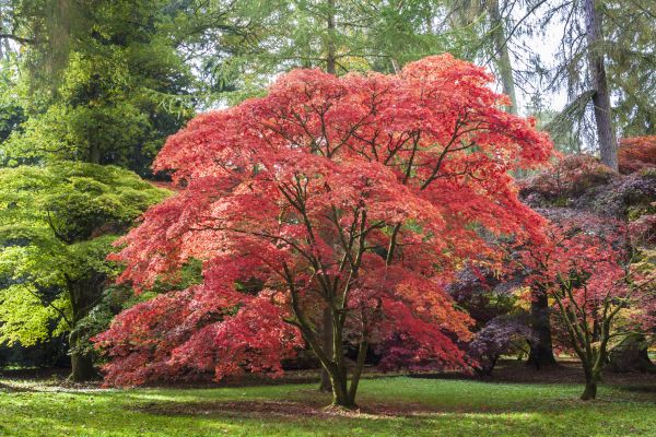 Cost of Maple Tree Removal in Duluth