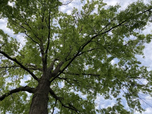 Cost of Oak Tree Removal in Duluth