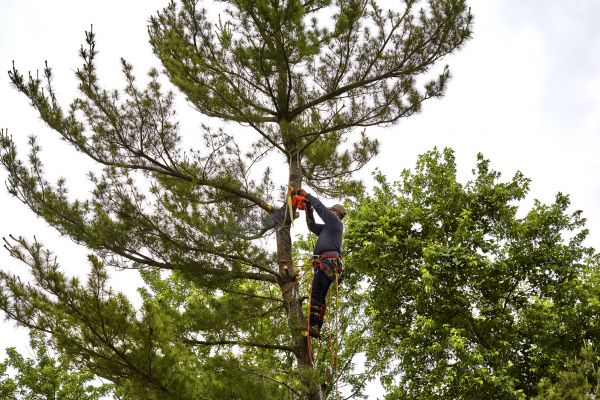 Cost of Pine Tree Removal in Duluth