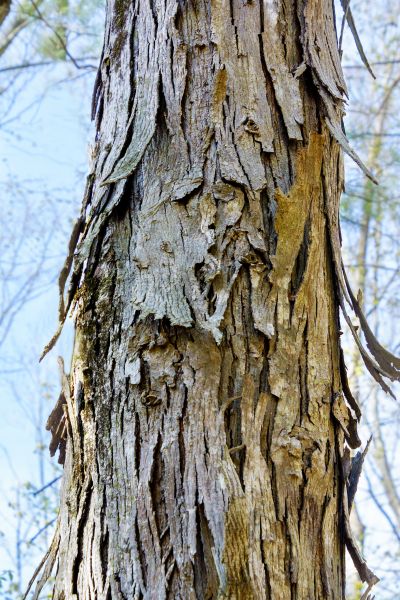 Cost of Hickory Tree Removal in Duluth