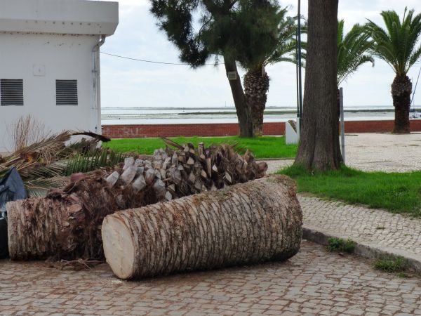Palm Trees Removal in Duluth
