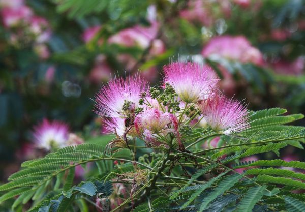 Cost of Mimosa Tree Removal in Duluth