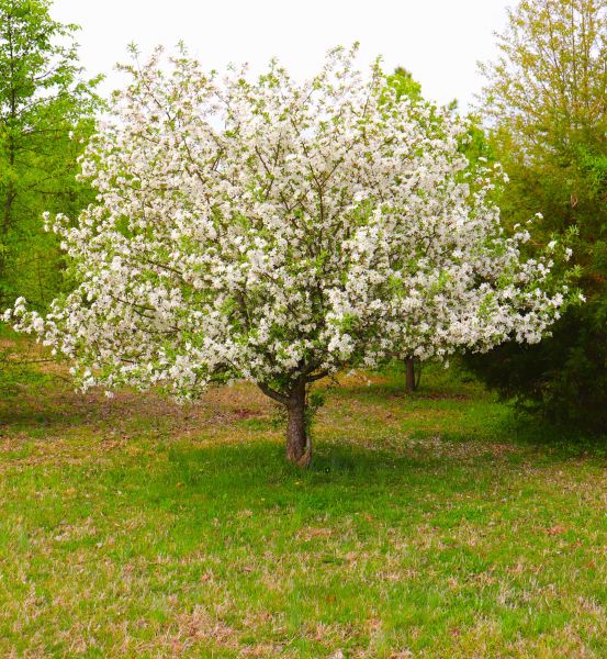 Cost of Dogwood Tree Removal in Duluth