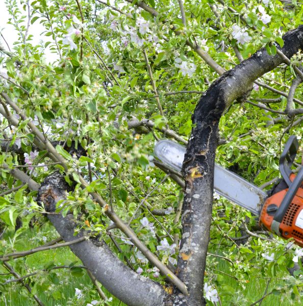 Cost of Apple Tree Removal in Duluth