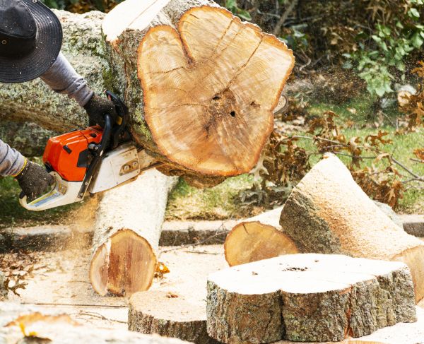 Tree Removal Service in Duluth