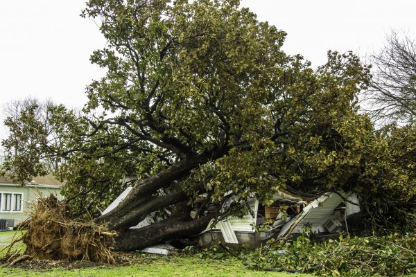 Fallen Tree Removal in Duluth