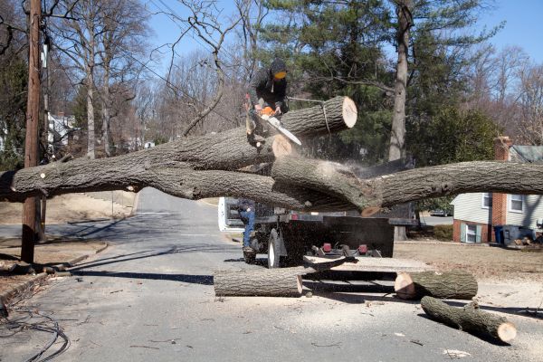 Cost of Residential Tree Removal in Duluth