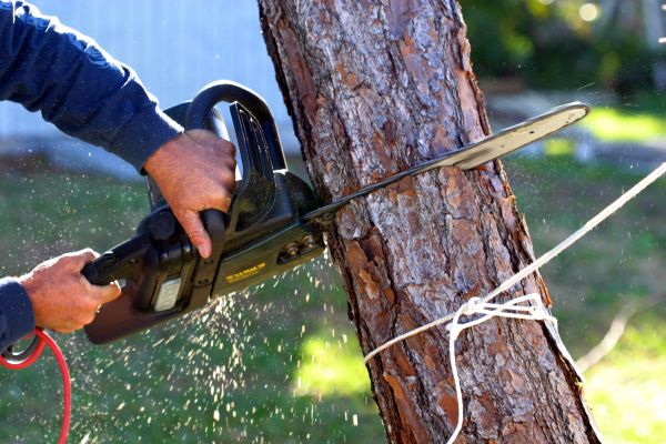 Dead Tree Removal in Duluth